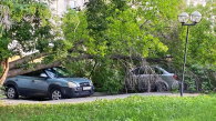Дерево рухнуло на припаркованные автомобили в Новосибирске