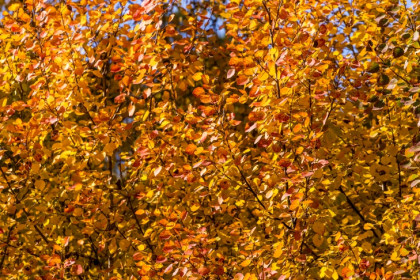 Бабье лето закончится в Новосибирске 23 сентября