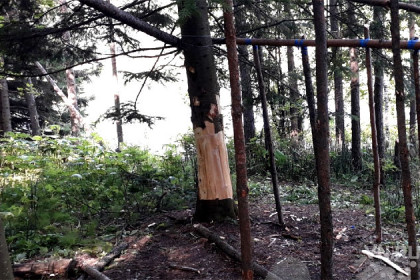 Вандалы изувечили деревья в ботсаду Новосибирска