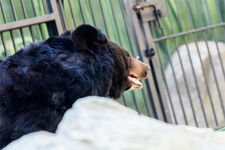 Медведи-шатуны напугали жителей Новосибирской области