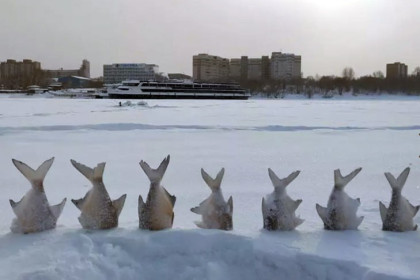 Новосибирцы раскритиковали рыбака за статуи острова Пасхи на Оби