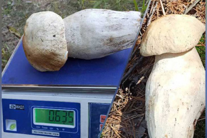 Лес с грибами-гигантами обнаружили жители Новосибирска