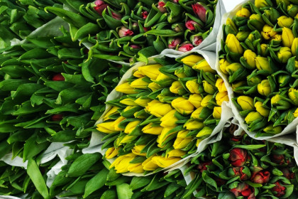 Хрустящий лист: признаки идеальных тюльпанов к 8 Марта назвали новосибирцам