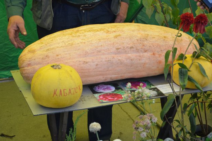 Гигантский кабачок весом 25 кг вырастил пенсионер из Новосибирска