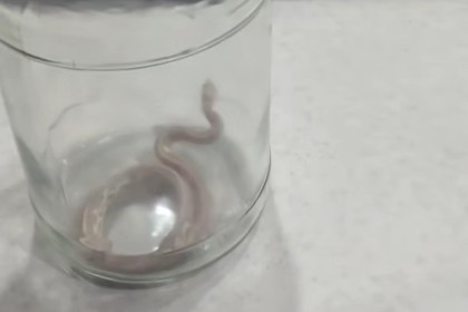 В Искитиме спасатели засунули в банку бананового питона