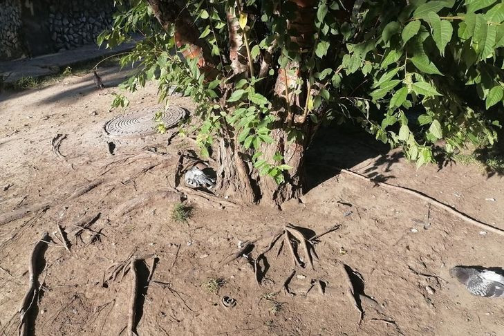 Неизвестный массово травит голубей в Калининском районе