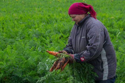 ЦБ объяснил шокирующие цены на морковь в Новосибирске 