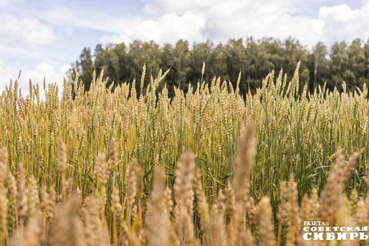 Новые зерновые — право на жизнь