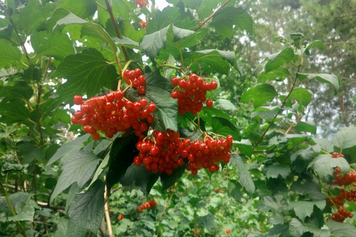 Горькая ягода женского счастья созрела в Новосибирске