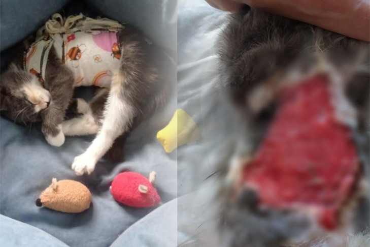 Полиция ищет содравших кожу с котенка подростков в Новосибирске