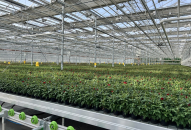 Производство цветов в Сибири растет на 12% в год