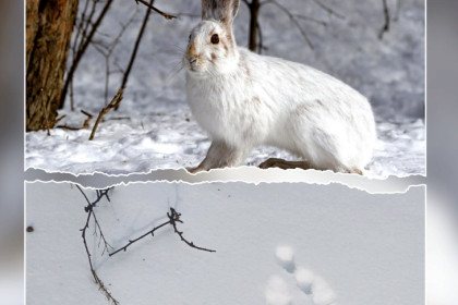 Голодные зайцы совершают набеги на частный сектор в Новосибирске