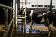 Управление ветеринарии сообщило о вспышке пастереллёза в Новосибирской области