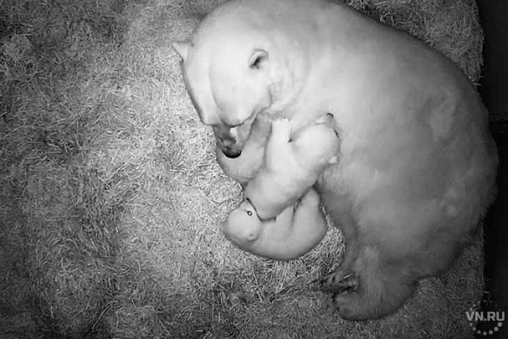 Двойню родила белая медведица Герда: первое видео