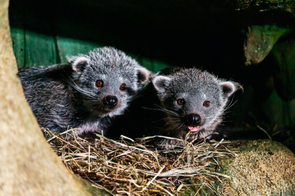 Тройня бинтуронгов впервые вышла на прогулку в Новосибирском зоопарке
