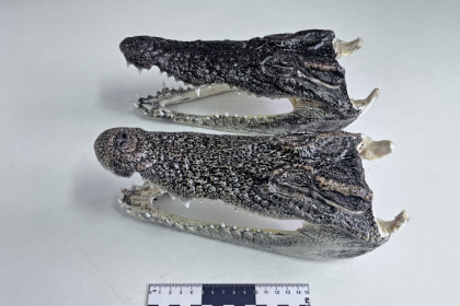 Новосибирца с крокодильими головами задержали в Толмачево