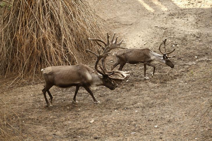 О начале миграции косуль и лосей предупредили жителей Новосибирска