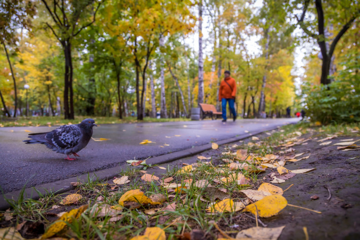 Эксперты встали на защиту осенней листвы в Новосибирске
