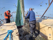 Водоёмы Новосибирской области пополнились 80 с половиной миллионами мальков рыбы