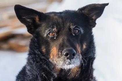 До -50 показали градусники в селах под Новосибирском накануне Крещения-2026