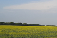 Новосибирская область вошла в Топ-5 производителей рапса