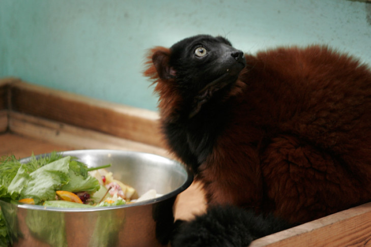 В Новосибирском зоопарке подвели итог акции «Добрый урожай» 