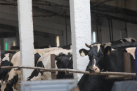 На фермерах в Новосибирской области пытаются нажиться мошенники