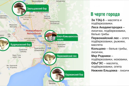 Карта грибных мест Новосибирской области в августе 2020