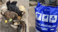 Новосибирцы отправили на СВО тонну корма для кошек и собак