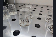 В Новосибирской области достаточно семян для восстановления лесов