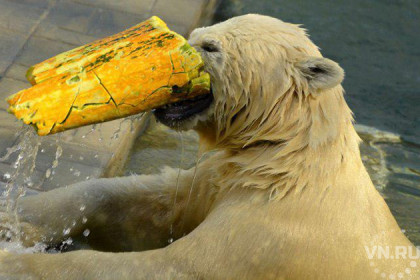 Белые медведи из Новосибирского зоопарка научились есть тыквы