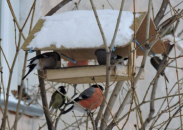 В конкурсе «Хранители птиц» приглашают участвовать жителей Новосибирской области