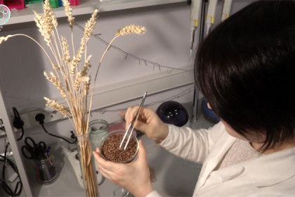 Фиолетовой пшеницей лечить болезнь Паркинсона предлагают ученые Академгородка