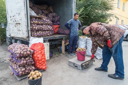 Советы по покупке и хранению картошки дал новосибирцам овощевод Овечкин