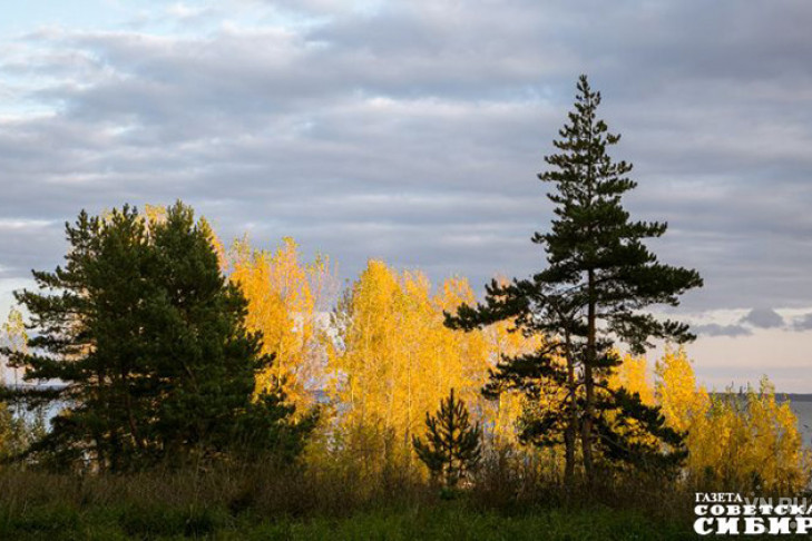 Сколько новых лесов высаживают в Новосибирской области