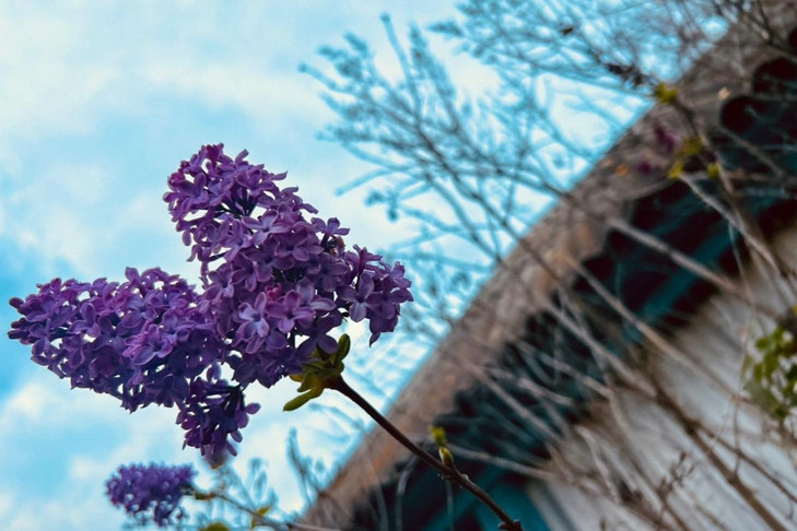 Погоду на зиму-2025 по цветущей сирени определили в Новосибирской области