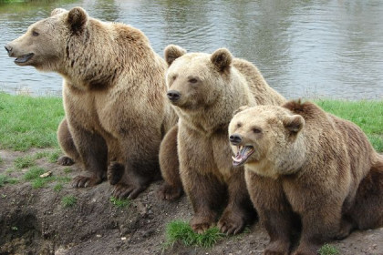 Рекордный отстрел медведей разрешили в Новосибирской области