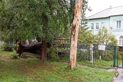 Старый тополь упал возле детского сада и напугал родителей в Новосибирске