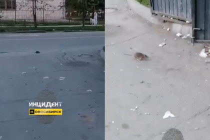 Свора крыс облюбовала помойку в центре Новосибирска