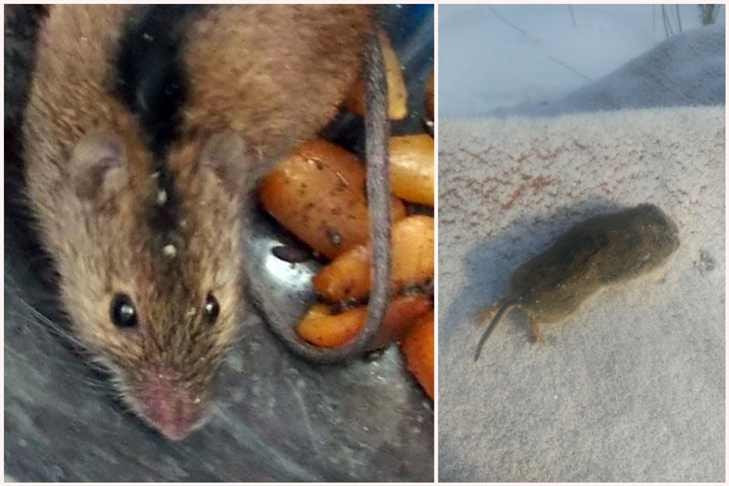 Коричневые мыши с короткими хвостами хлынули из леса в Новосибирск