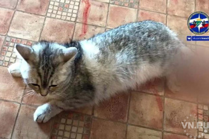 Застрявшую в окне кошку спасли в Новосибирске
