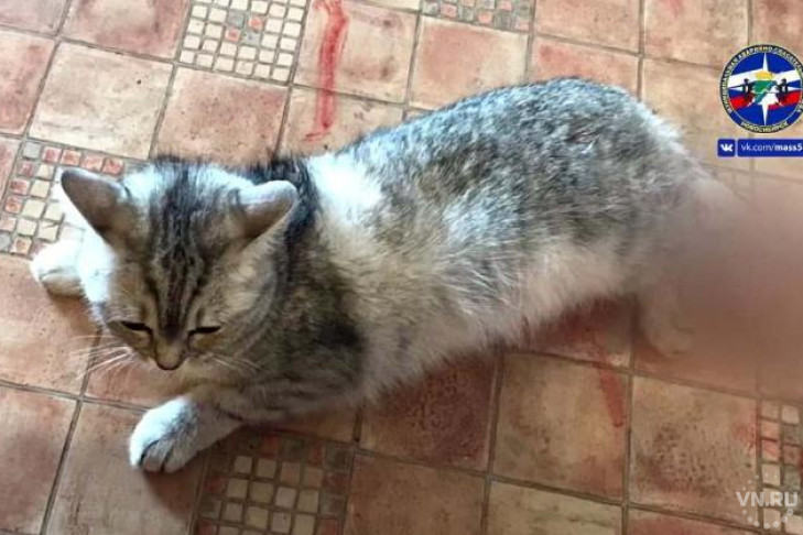 Застрявшую в окне кошку спасли в Новосибирске