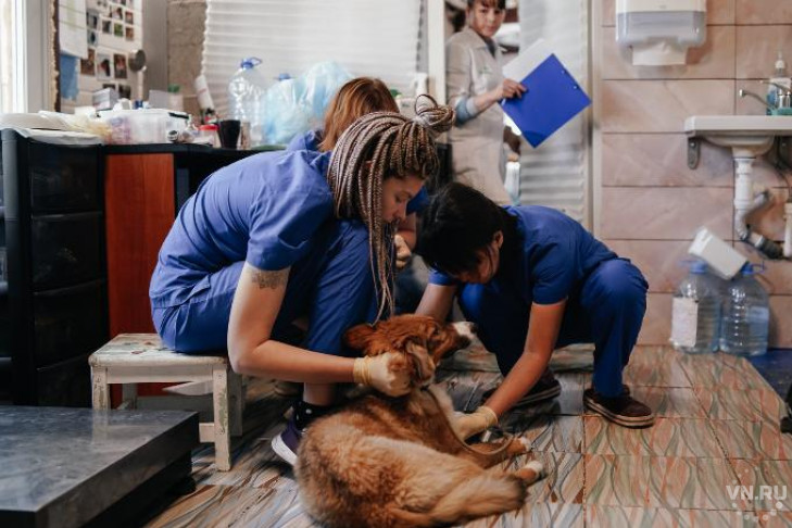 Тренажер для собак-инвалидов появится в Новосибирске  