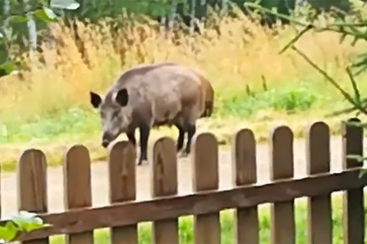 Дикие кабаны терроризируют жителей села в Новосибирской области