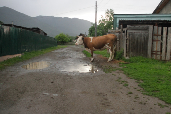 Пьяный новосибирец стрелял в стадо коров на Алтае