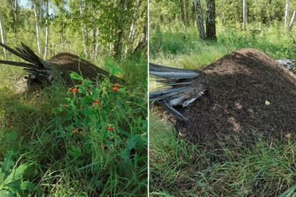 Муравьи за 100 лет построили город под Новосибирском