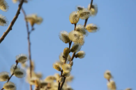 В регионе верба зацвела раньше обычного