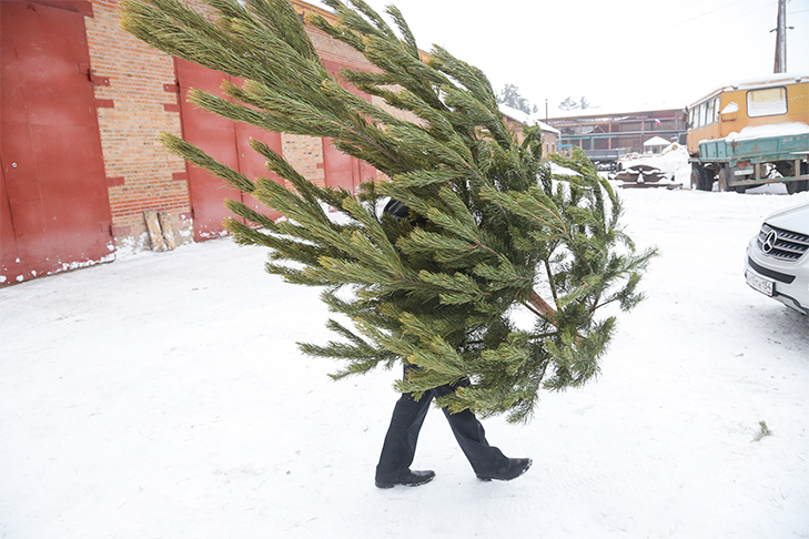 Новосибирцы стали чаще отправлять новогодние елки на переработку