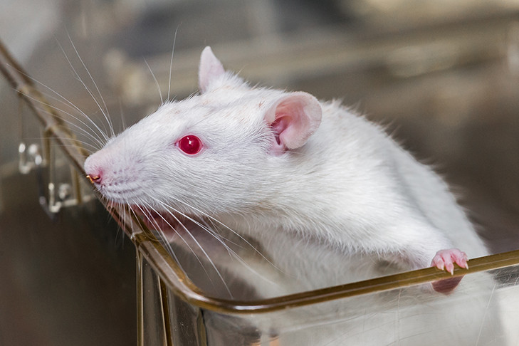 Новосибирские ученые научились тормозить развитие рака мозга штаммом оспы