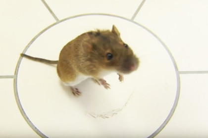 Мыши сдали ученым экзамен по арифметике
